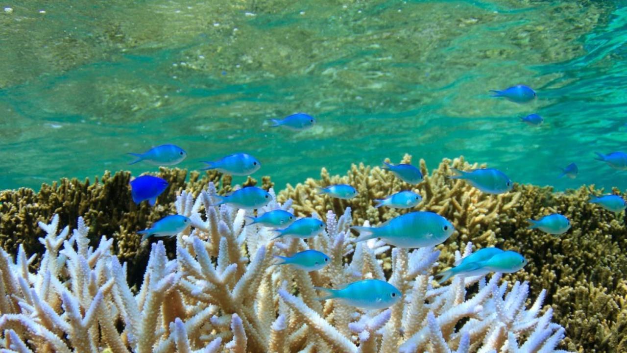 Allamanda Imgya Coral Village Miyakojima  Экстерьер фото